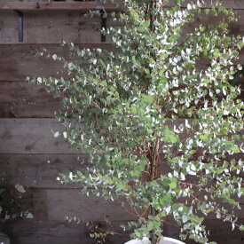 グニー シンボルツリー 10号 ユーカリ 大苗 ガーデニング 観葉植物