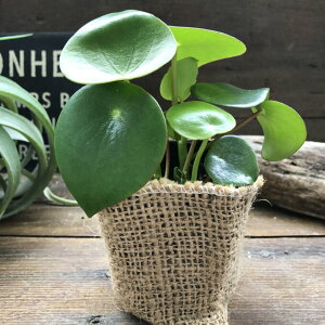 WFCh yy~A ϗtA CeA K[fjO