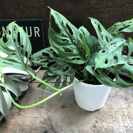 【マドカズラ 4号】★ 観葉植物 インテリア モンステラ 鉢植え 送料無料