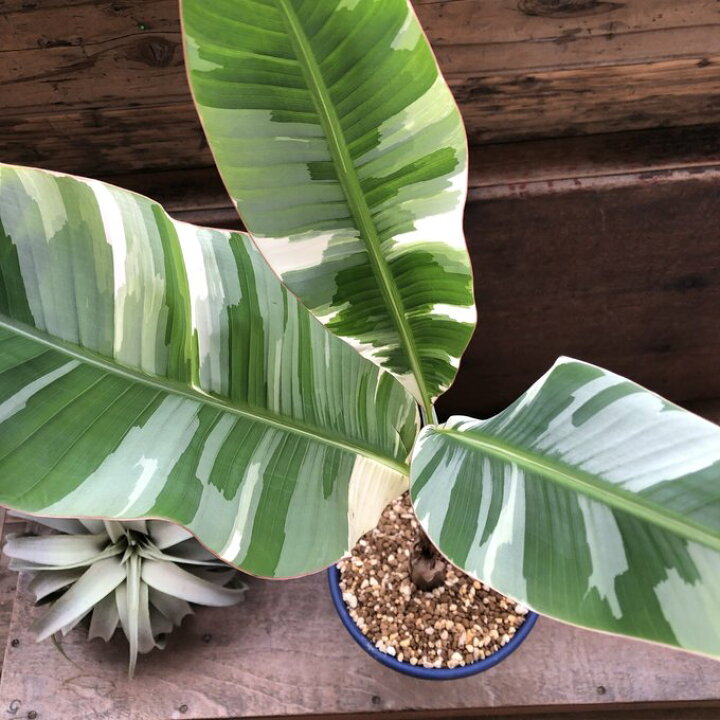 楽天市場】斑入りバナナ ムサ アエアエ(Musa Aeae) 斑入りバナナ  
