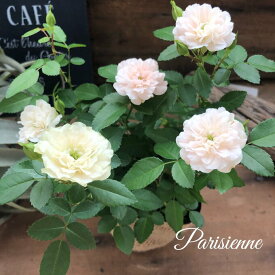【グリーンアイス】 | グランドカバーローズ 丈夫で育てやすい ミニバラ 薔薇 かわいい おしゃれ ガーデニング ミニサイズ 小さな 小さめ 花 フラワー 育てやすい 初心者向け 観葉植物 ギフト用 プレゼント 送料無料 |