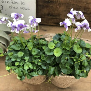 yp_X~2Zbgz h lG炫X~  񂹐A OhJo[ nMO K[fjO 