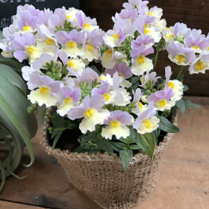 ysNl[hz ǂ lVA F c[gJ[ 炭 Ԓd 񂹐A A K[fjO 