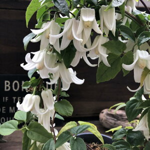 yVĝz A[`^  ~炫N}`X   蕨 Mtg A K[fjO 