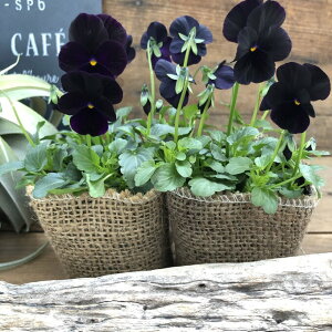 ynEB2Zbgz rI d Ԍ rI  IWii  AeB[N̐F IV K[fjO 