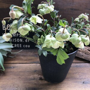 yEB^[xz  NX}X[Y ւ̃x炫 A A 蕨 Mtg 