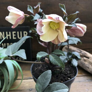 yLbgz NX}X[Y AeB[NsN ԕۂǂ Ԋy߂ A 蕨 v[g 