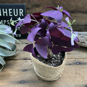 y̕z TLm}C ILUX gAOX lC j[Nȗt A 񂹐A OhJo[