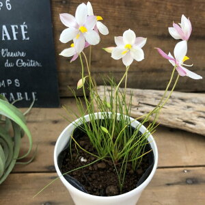 �A���o�s���N �L�A�l�� �Ԋ������� ���j�[�N