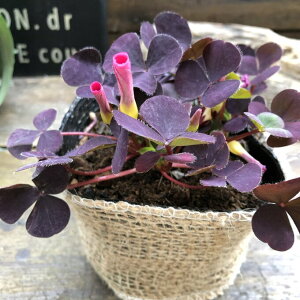 yp[vhXz ILUX J^o~ N炫܂  v ǂǂ񑝂 p[vbh sN̉ Ԓd A 񂹐A K[fjO 