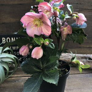 yA[[[Yz Vi NX}X[Y 炭 ؂₩ y߂ A K[fjO 蕨 Mtg