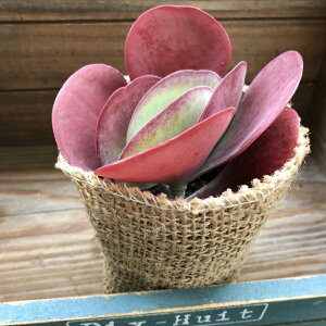 fU[g[Y@^ԁ@GPxA@A@K[fjO