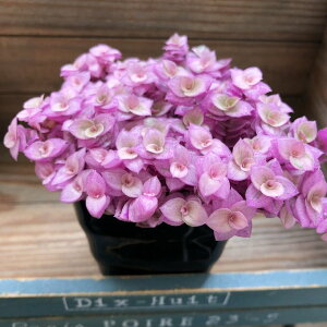 yJVAU[gz A ΌsN V_cNT 鐫 񂹐A A A K[fjO 