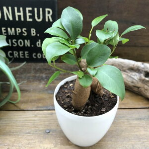 【ガジュマル 白鉢】3.5号 観葉植物 キジムナー 精霊が宿る 多幸の木 育てやすい 小さな 観葉植物 おしゃれ かわいい ミニサイズ 室内向き 初心者向け 送料無料