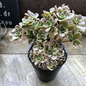 チョコチップ アエオニウム 多肉植物 おしゃれ