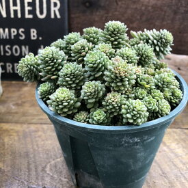 グラウコフィラム セダム グランドカバーに ガーデニング