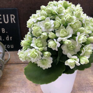 zCg JRG ؂ȑA p d炫 CeA