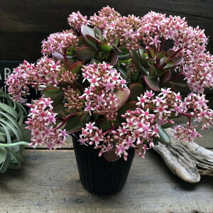 ŷȂ 5z Ԍ A ϗtA  ^Abv ꝺ x K^ 蕨 v[g