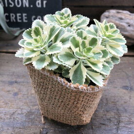 【アトランティス】★ 超希少 斑入りセダム キリンソウ グランドカバーに 常緑品種 育てやすい 緑化植物 ガーデニング