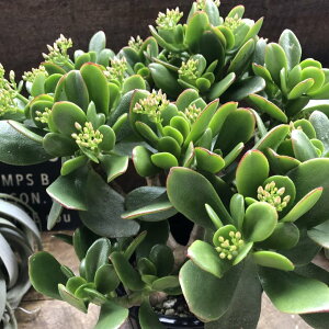 ŷȂ 5z Ԍ A ϗtA  ^Abv ꝺ x K^ 蕨 v[g