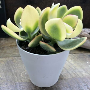 yԌz ̂Ȃ  ^Abv A ꝺ x K^ gt 3 킢  ~jTCY e[uTCY Ă₷ SҌ 