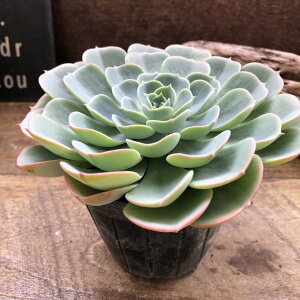 y_z GPxA A ϗtA ô悤ȗt CeA K[fjO 񂹐A 킢  v[g 蕨 