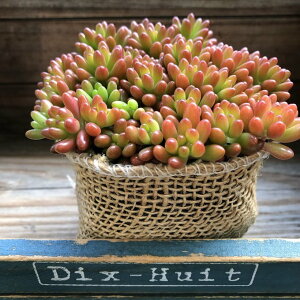 y̋ʁz Z_ xPC\E A  񂹐A CeA K[fjO Ă₷ 