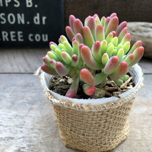 ySzbق̂sN A Z_ CeAO[ ~jTCY 񂹐A 킢   ւ v[g b