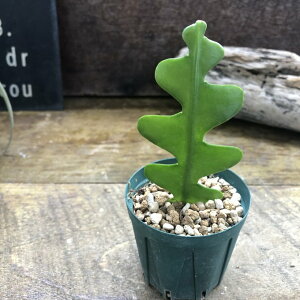 yWOUOT{eztBbV{[ GrtB AOK[ Ă₷ CeAO[ A T{e ϗtA