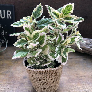 y A}eBJXz SLu񂹕tȂn[u ~g̍ A  񂹐A A K[fjO