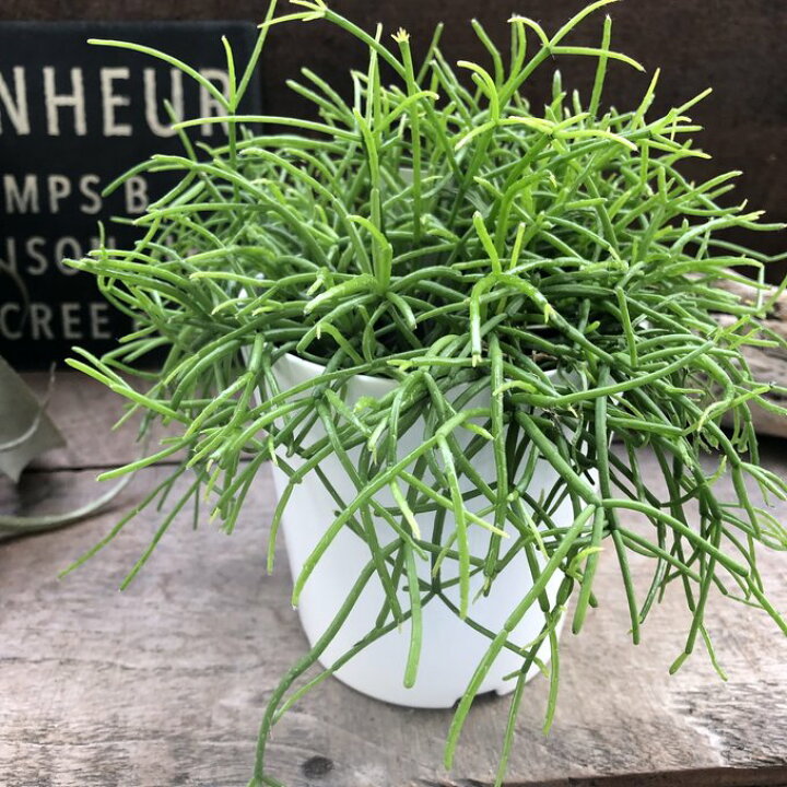 楽天市場】NO.1 リプサリス もりもり 白鉢 多肉植物 インテリア : パリ 