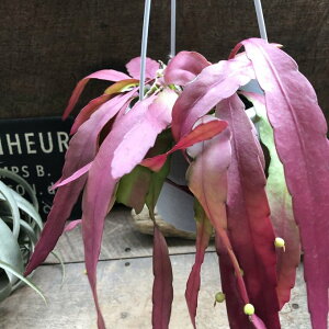 ݂艺 4 vTX [TEbhR[ A