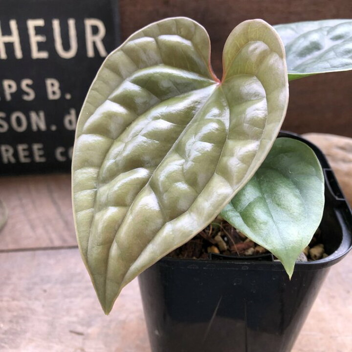 楽天市場】アンスリウム ルクスリアンスAnthurium Luxurians 