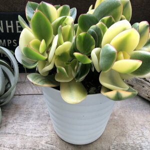 �L�����L �����萬���� 6�� ��c �����A�� ���̂Ȃ��