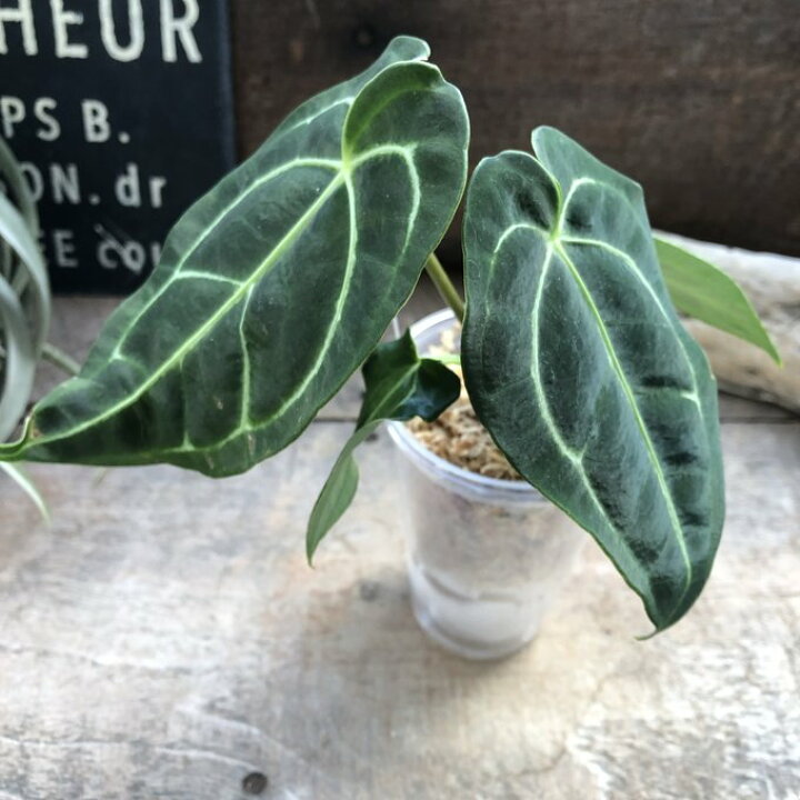 楽天市場】小サイズ アンスリウム レガレ Anthurium 