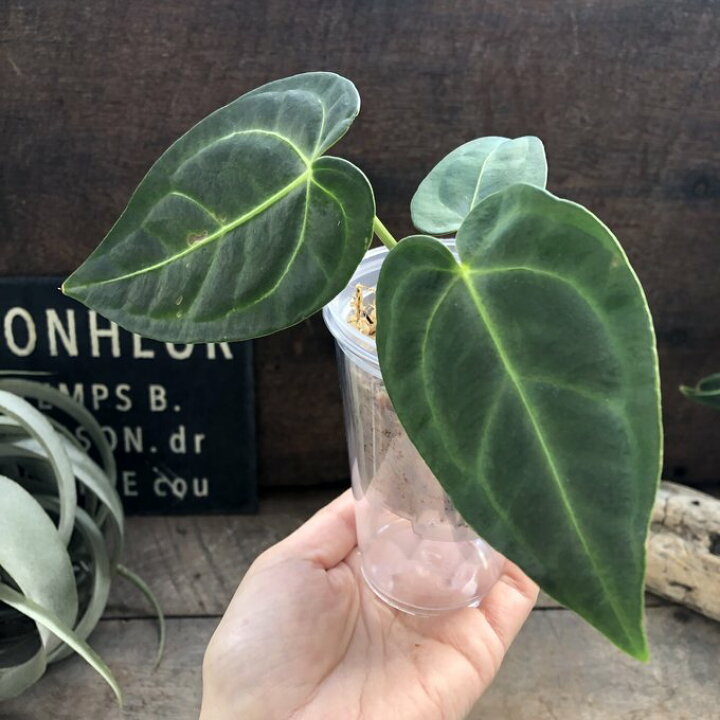 楽天市場】小サイズ アンスリウム レガレ Anthurium 