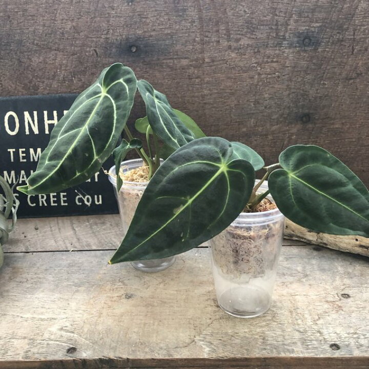 楽天市場】小サイズ アンスリウム レガレ Anthurium 