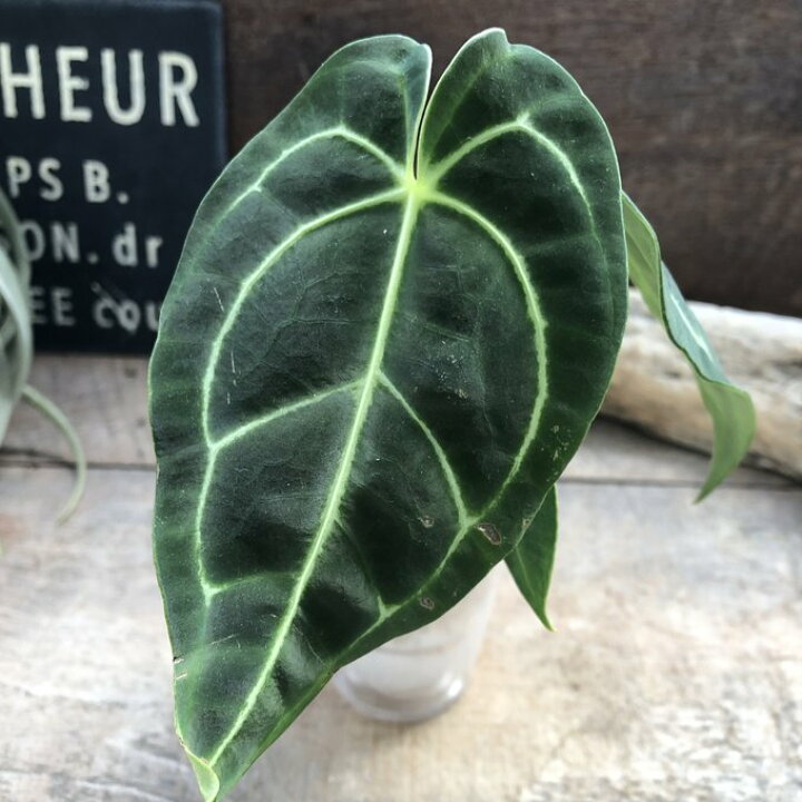 楽天市場】小サイズ アンスリウム レガレ Anthurium 
