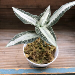 AXshMl AQeBA  Vo[ WGI[Lbh Η