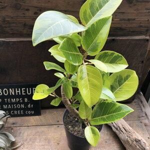 Ȃ AeV[} tBJX ϗtA 5 CeA