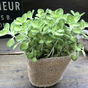 yCV[ A}eBJXz  A ~g̍ n[u 悯 SLu΍ Z_ A} ϗtA 