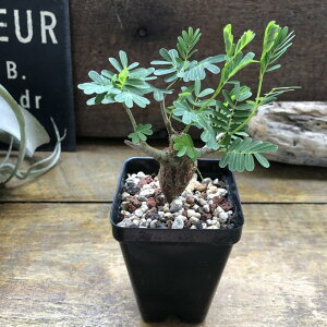 Zi@fBIiX Senna meridionalis R[fbNX 򍪐A