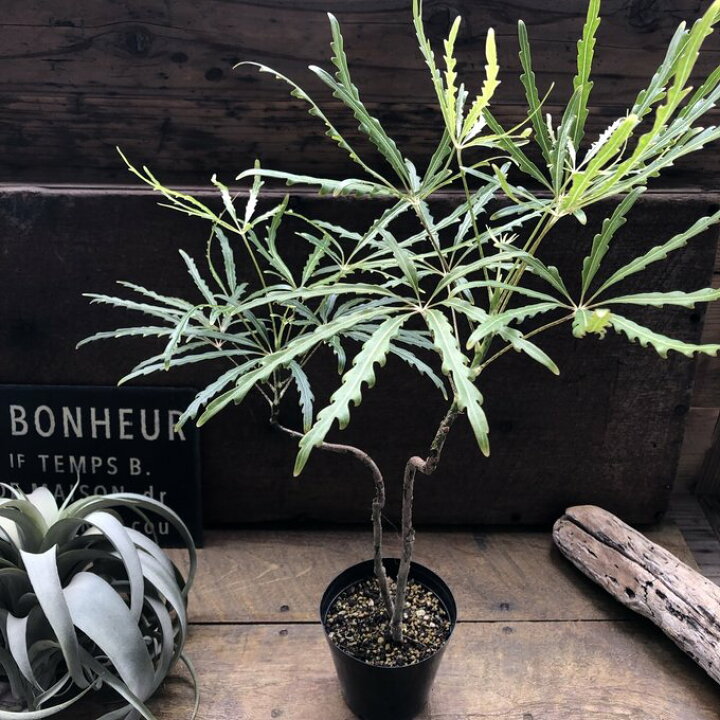 楽天市場】アラレア グリーンエレガンス 観葉植物 インテリア : パリ 