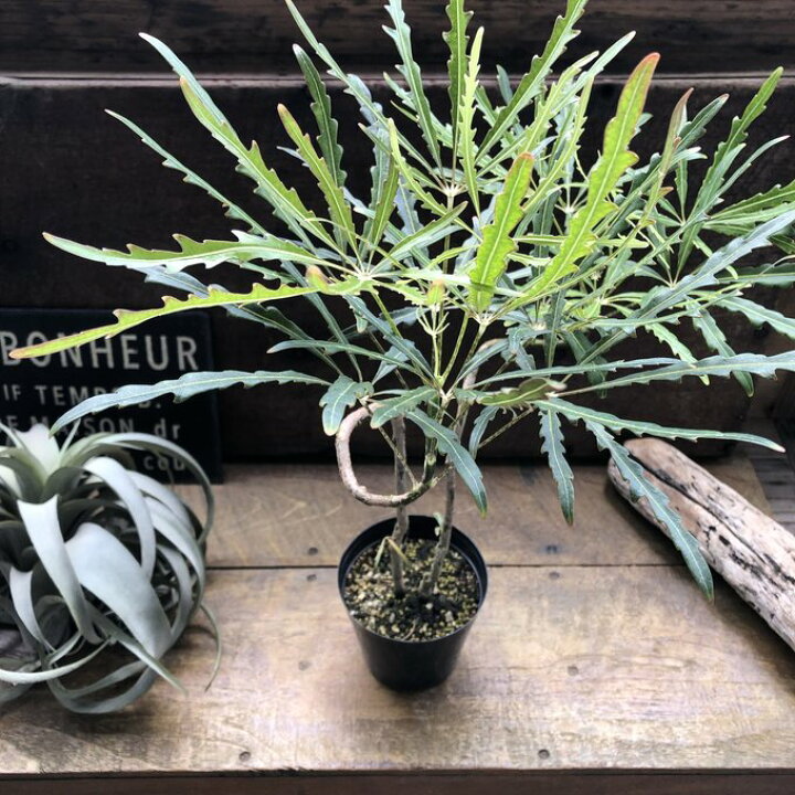 楽天市場】アラレア グリーンエレガンス 観葉植物 インテリア : パリ 