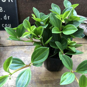 tHbg yy~A ϗtA Ă₷