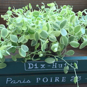 y^qz 3  yy~A CgO[ ۂt ϗtA CeA K[fjO