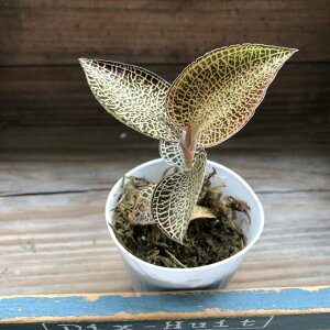 Η S[hxC AlNgLXNXoM[