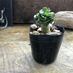 t AfjE ArJ 򍪐A  ϗtA