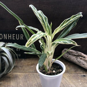 zCgou[ AOIl} O[ ϗtA