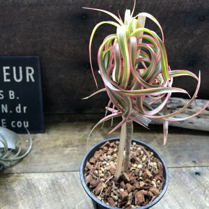 Ai hZiERVl wLeC x ϗtA